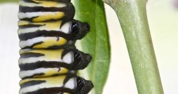 Kelebeğin doğuşunu gördünüz mü?