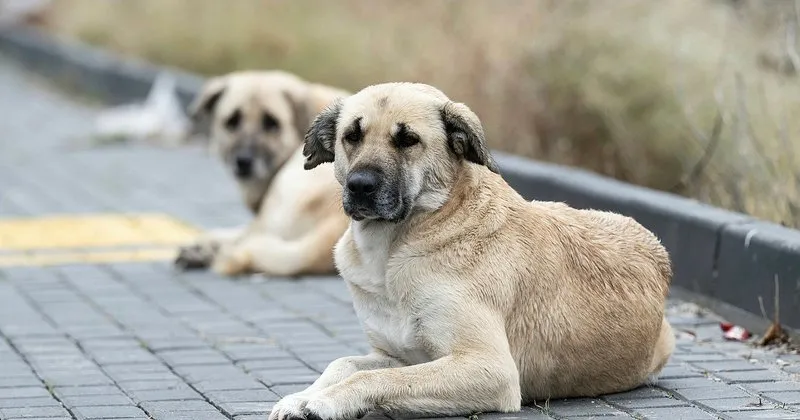 Ankara Valiliği'nden sokak köpeği talimatı! - Son Dakika Haberler