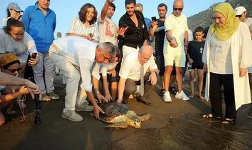Uydu cihazıyla izlenen caretta caretta