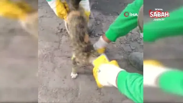 Kafası teneke kutuya sıkışan kediyi temizlik işçisi kurtardı | Video