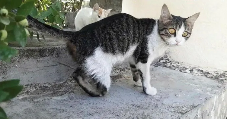 Gaziantep’te vahşet! Kedileri o halde gören ilçe halkı şok yaşadı