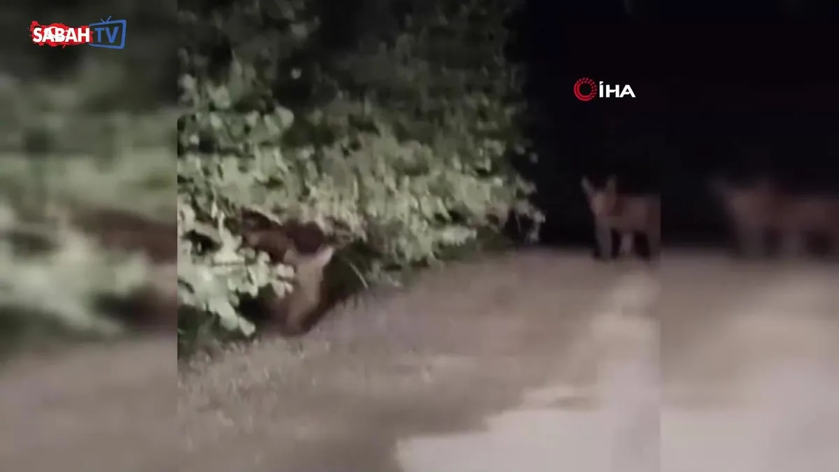 Gece yarısı ayılarla karşılaşan vatandaşlar panik yaşadı: O anlar kamerada | Video videosunu izle Gece yarısı ayılarla karşılaşan vatandaşlar panik yaşadı: O anlar kamerada | Video videosunu izle