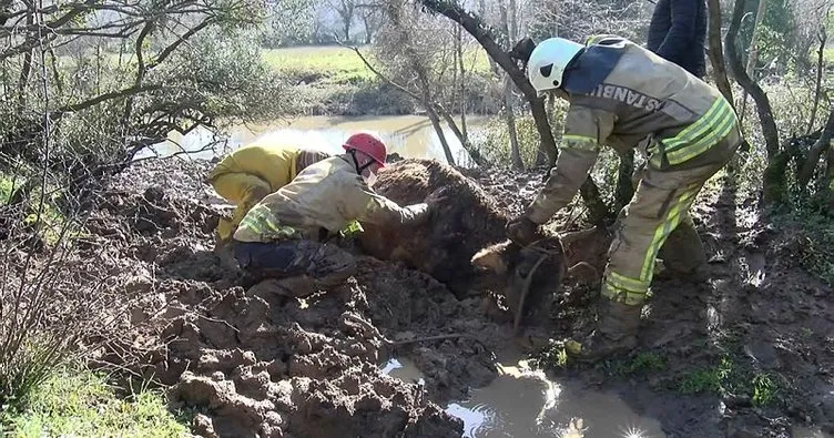 Beykoz’da çamura saplanan ineği itfaiye ekipleri kurtardı