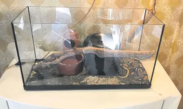 Pitonlu çete cezaevinde