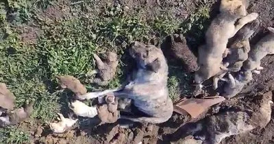 Osmaniye'de skandal! Elleri sopalı bir grup aktivist hayvan barınağını bastı #osmaniye