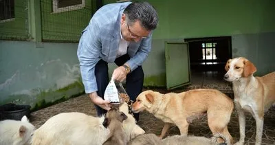 Büyükşehir Belediyesi 942 köpeği sahiplendirdi #trabzon