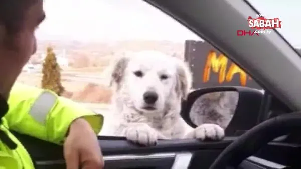 Samsun'da trafik polisinden ekip otosunun camından bakan köpeğe gülümseten soru | Video