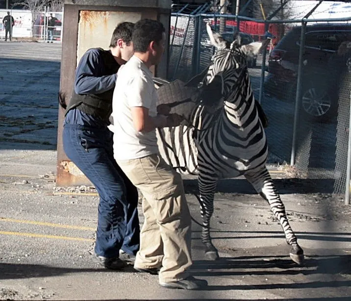 Догнала лошади. Оседлать зебру. Люди зебры в Боливии. Зебра полиция. Зебра негр.