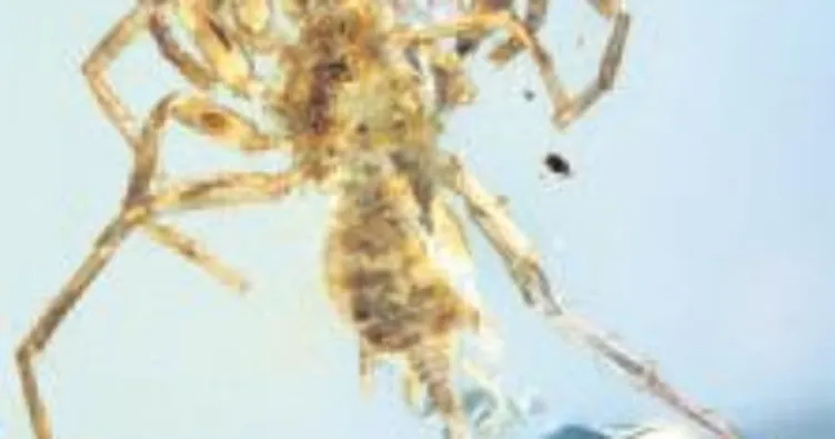 100 milyon yıllık kuyruklu örümcek