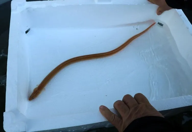 Çanakkale Boğazı'nda şaşkına çeviren olay: Türkiye'de ilk kez görüntülendi!