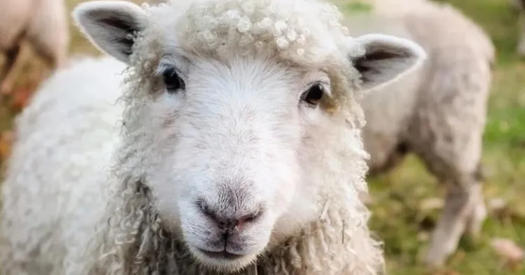 KURBAN BAYRAMI 2022 ne zaman, kaç gün resmi tatil olacak? Kurban Bayramı tatili 15 Temmuz’la birleşecek mi?