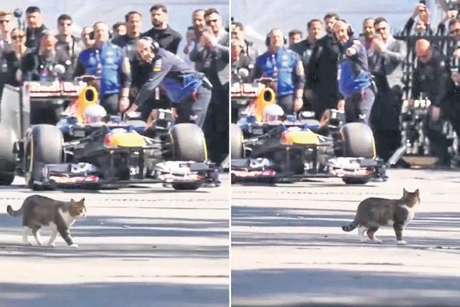 En iyi Formula 1 tanıtımı kediden geldi En iyi Formula 1 tanıtımı kediden geldi