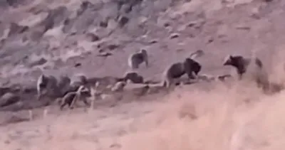 Tunceli’de aç kalan ayılar, hayvanlara zarar vermeye başladı