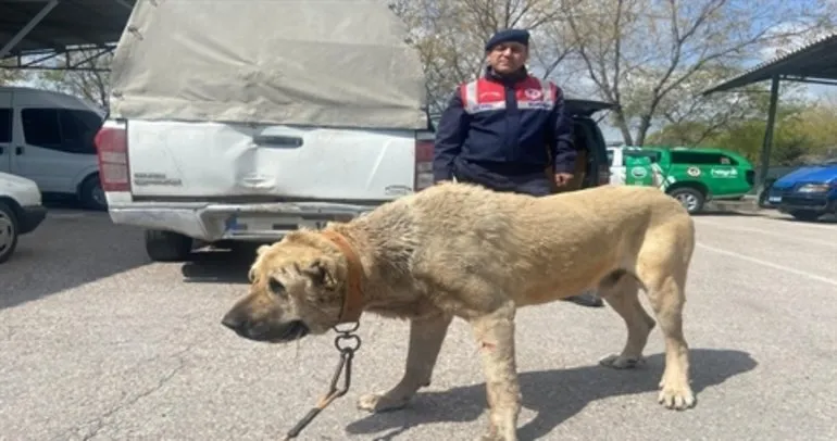 Yer Aksaray: Köpek dövüştürenlere 93 bin 808 lira ceza!
