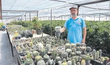 Bitki müzesi gibi sera kurdu