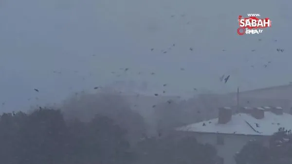 Bitlis'te tipiye yakalanan kuşların zor anları böyle görüntülendi | Video