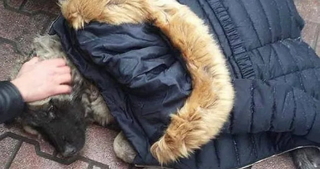 Dondurucu soğukta yaralı köpeğin üzerine montunu örttü
