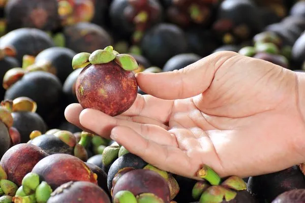 Faydası saymakla bitmeyen Mangosteen!
