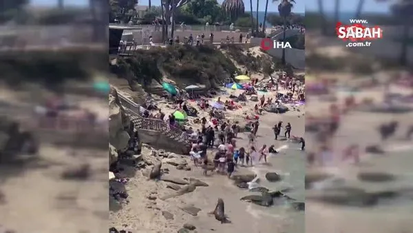 California’da plaja gelen deniz aslanlarının eğlenceli kovalamacası | Video