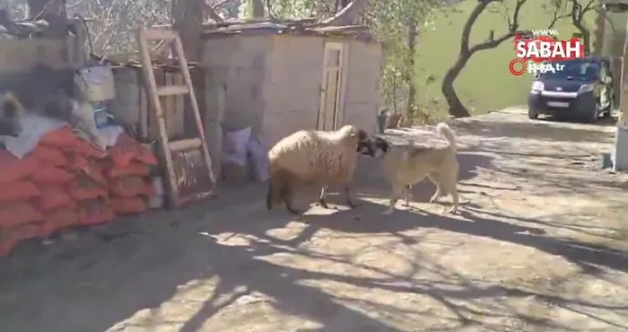 Birlikte büyüyen koyun ile köpeğin oyunları izleyenleri gülümsetti | Video