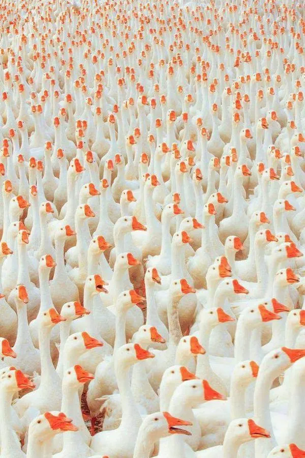 Konuşan fotoğraflar!