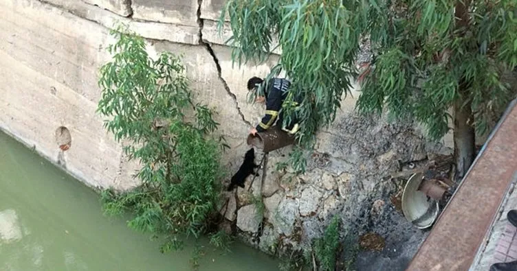 Nehre düşen yavru köpek kurtarıldı