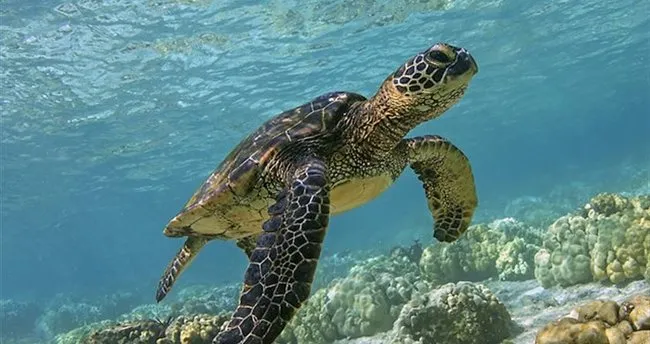 ruyada kaplumbaga gormek ne anlama gelir ruyada kaplumbaga gormek nasil yorumlanir son dakika haberler