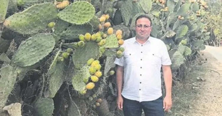 Tarsus dikenli incirde zirvede