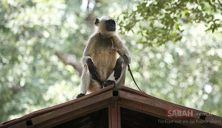 Hindistan’da akıllara durgunluk veren olay! Maymun, 4 aylık bebeği sırtına aldı, sonrası korkunç…