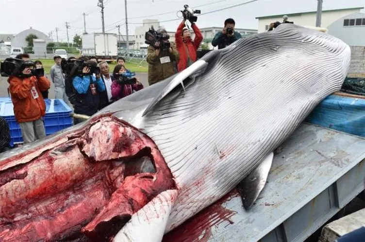 Japonya balina avına başladı!