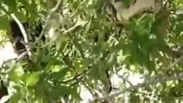 Türkiye’nin en zehirlisi, ağaç tepesinde görüntülendi | Video