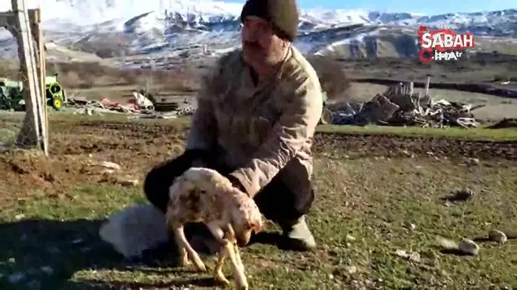 5 ayaklı kuzu görenleri şaşkına çevirdi | Video