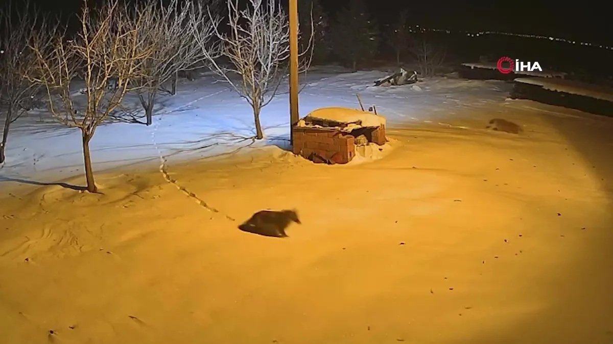 Diyarbakır’da kurtlar yerleşim yerlerine indi videosunu izle Diyarbakır’da kurtlar yerleşim yerlerine indi videosunu izle