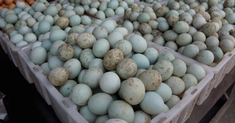 Mavi Yumurtanın Faydaları Nelerdir? Mavi Yumurta Nasıl Pişirilir?