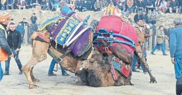 Bergama’da deve güreşleri ilgi gördü