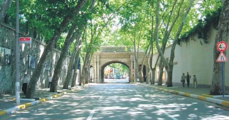 Hasta olmayan ağaçlar da kesildi