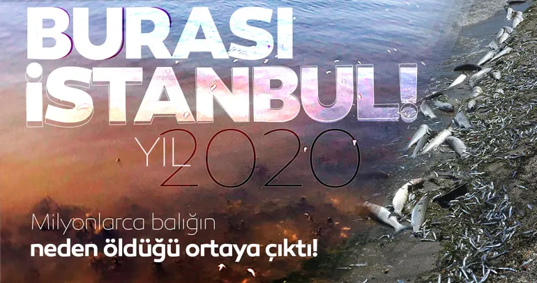 İstanbul’da skandal görüntüler; Denize atık su bırakıldı! Küçükçekmece’de milyonlarca balık öldü!