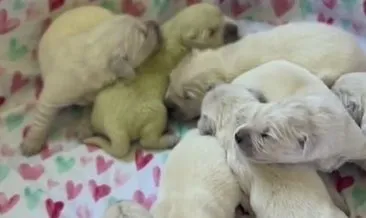 Bu köpek yeşil yavru doğurdu! Milyonlar onu izledi: Sebebini duyan şoke oluyor