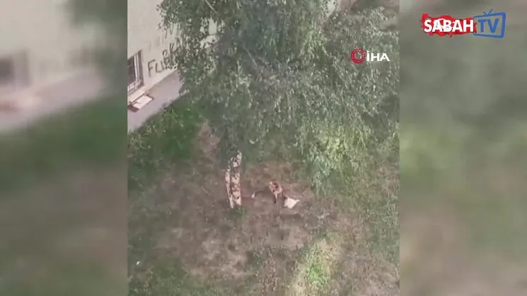 Şehrin göbeğinde tavuk hırsızlığı yapan tilki kamerada
