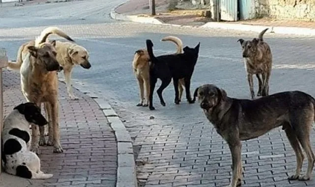 Çankırı’da başıboş köpek dehşeti! Saldırıya uğrayan 6 yaşındaki çocuk ağır yaralandı