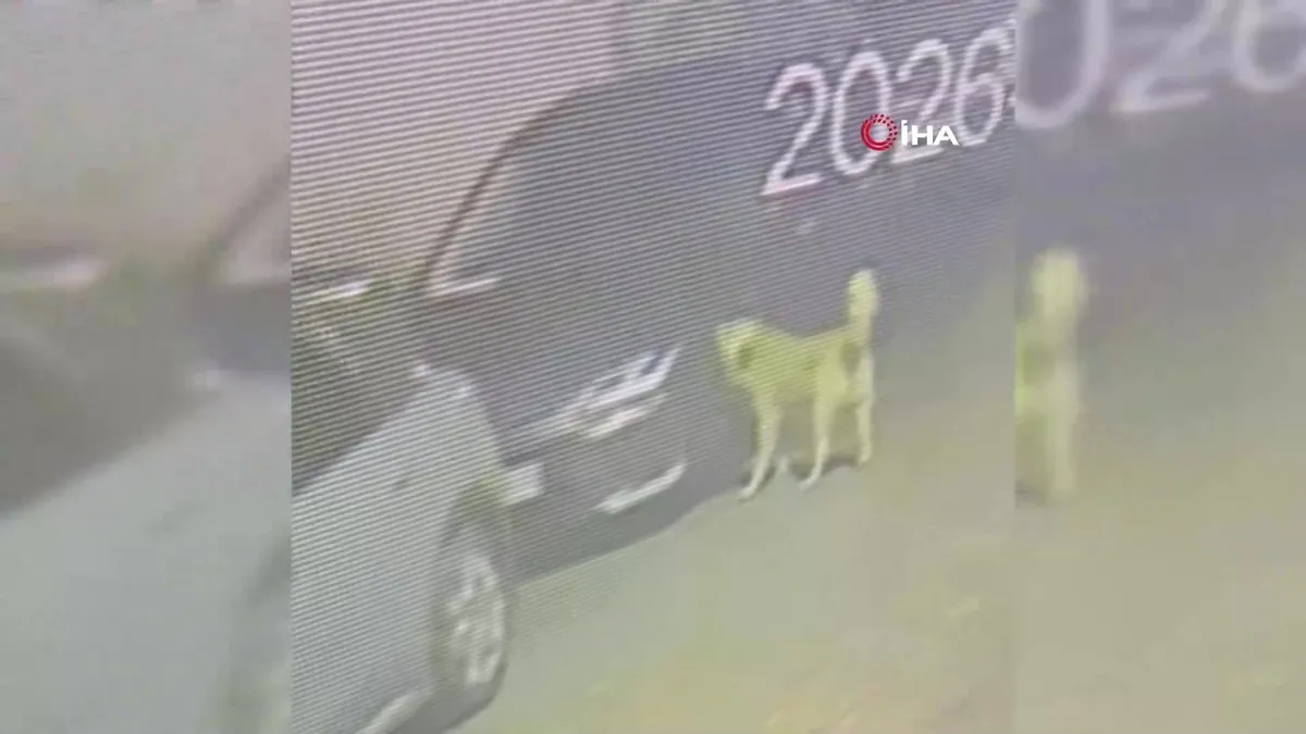 İstanbul Üsküdar’da köpek sürüsünün araçlara saldırısı kamerada | Video videosunu izle İstanbul Üsküdar’da köpek sürüsünün araçlara saldırısı kamerada | Video videosunu izle