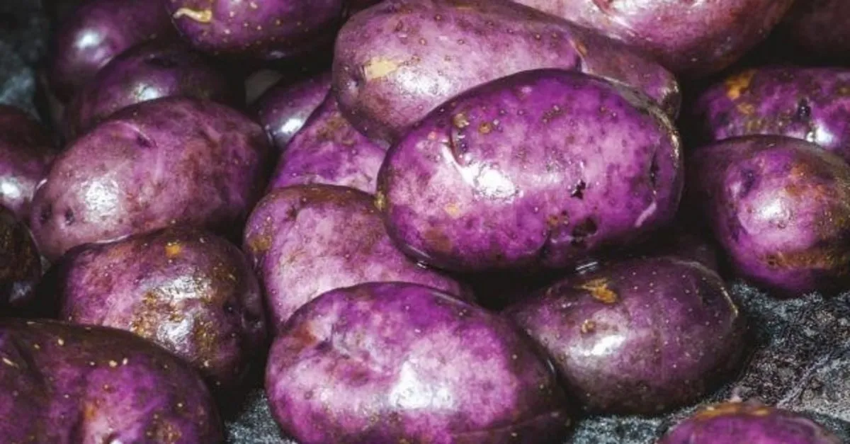 kilosu 25 lira datca da mor patates hasadi basladi son dakika haberler