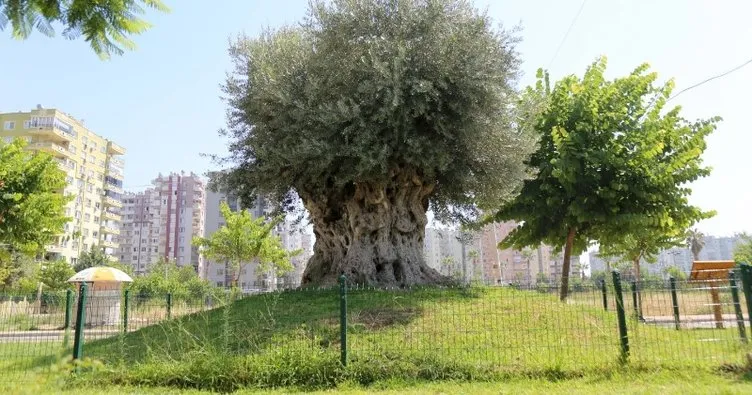 1202 yıllık anıt ağaç, yeni yerinde zeytin verdi