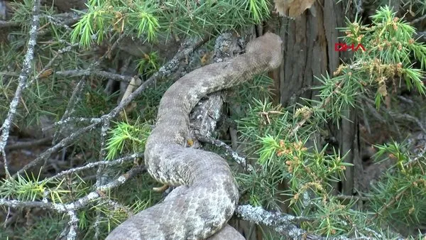 Tunceli'de büyüklüğü ile şaşırtan zehirli 'Koca engerek' yılanı kamerada