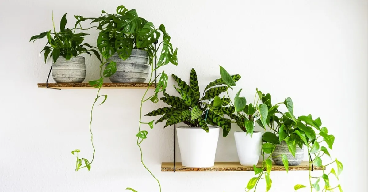 Kokraklarini va kokraklarini opdi Kokraklarini va kokraklarini opdi