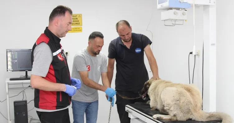 Giresun’da o görüntüler tepki çekmişti: Köpeği ezen sürücünün cezası belli oldu!