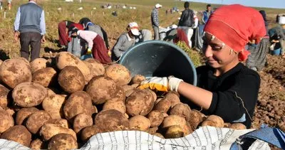 Ahlat’ta patates hasadı başladı, çiftçinin yüzü gülüyor #bitlis