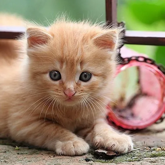 Erkek ve Dişi Kedi İsimleri En Güzel Popüler Erkek ve Kız Kedi