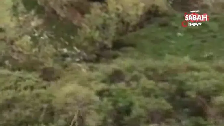 Ormanda karşılaştığı ayıları kaçırmaya bir sözü yetti | Video