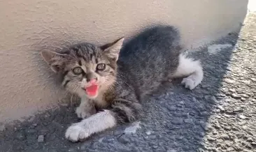 Yaralı yavru kedi hayata böyle tutundu!